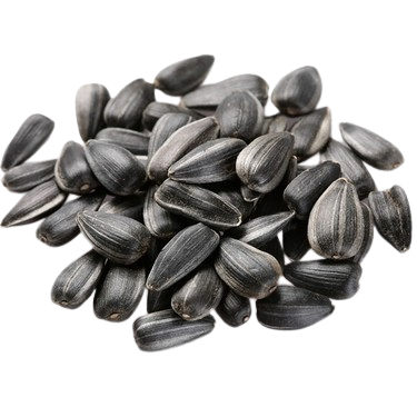 Adalılar | Tanem Sunflower Seeds Black Super Quadro