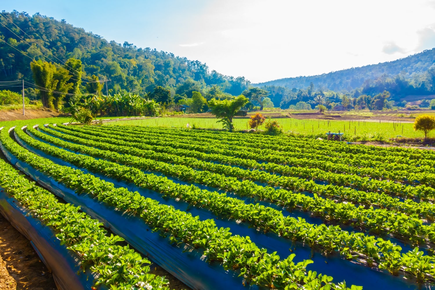 Adalılar | Importance of Agriculture