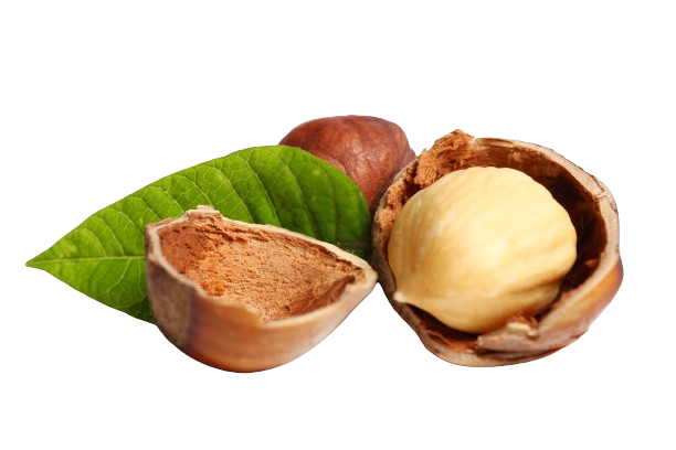 Adalılar | Tanem Raw Hazelnut