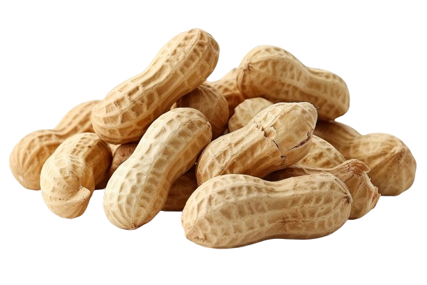 Adalılar | Tanem Shelled Peanut Imported