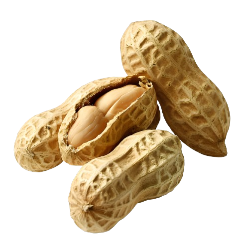 Adalılar | Tanem Shelled Peanut Imported